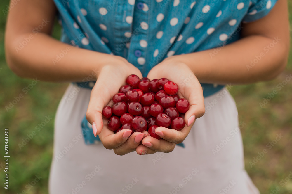 Picking cherries in the garden Picking cherries in the garden