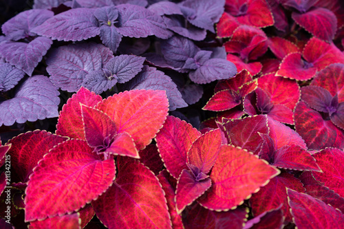 Beautiful fairway red velvet and purple coleus