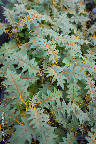 Porcupine tomato, Solanum or Solanum pyracanthos