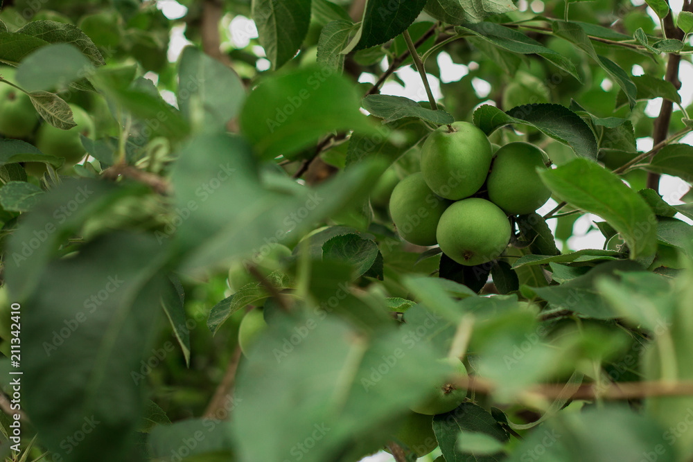 Fresh green apple on a tree in the garden. Close-up