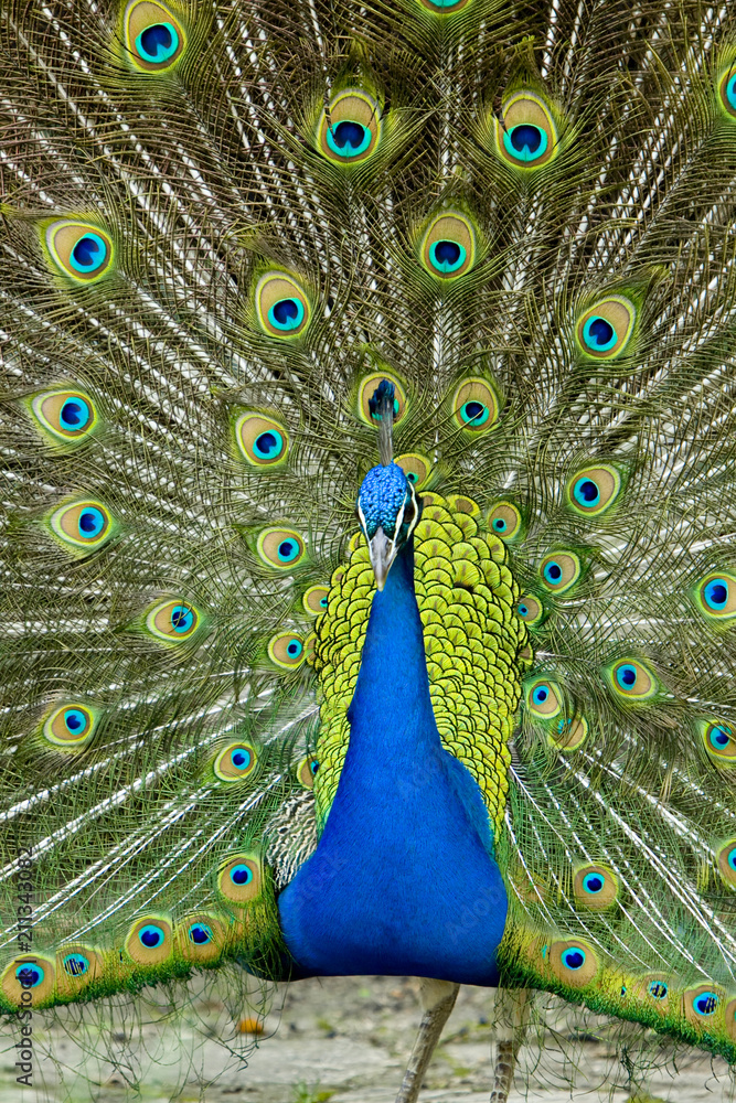 Obraz premium Male Peacock displaying feathers