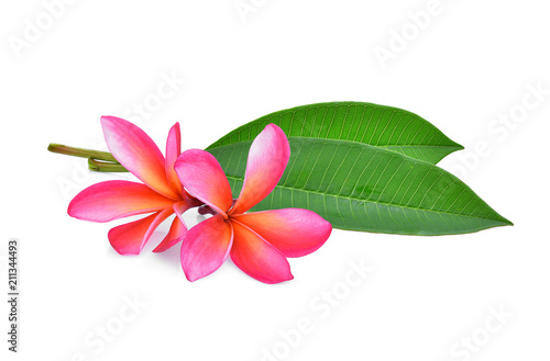 frangipani tropical flower, plumeria, Lanthom, Leelawadee flower with green leaves isolated white background
