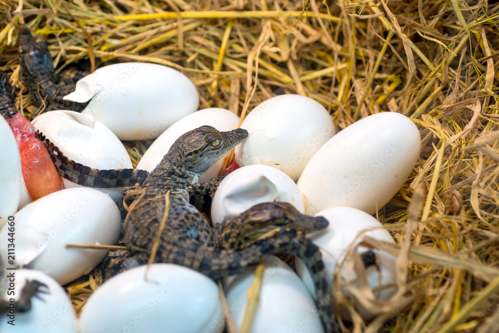 Naklejka premium Crocodile baby incubation hatching eggs or science name Crocodylus Porosus lying on the straw