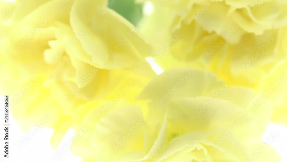 Yellow carnation on a white background Yellow carnation on a white background