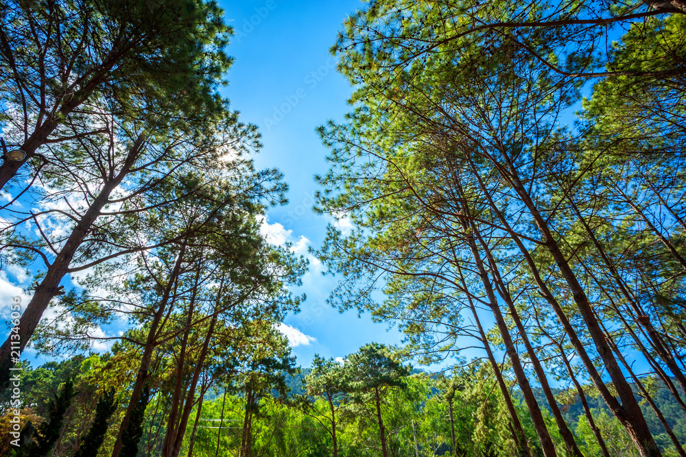 Fototapeta premium Beautiful larch forest summer with different trees,pine forest green on the mountain on nature trail.
