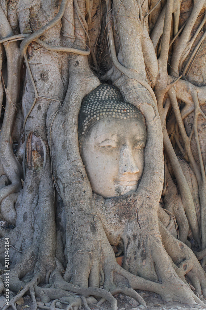 close-up ruined Buddha head statue trapped between Tree roots at historical park, travel destination at Ayuthaya provice, Thailand, home decoration backgrounds close-up ruined Buddha head statue trapped between Tree roots at historical park, travel destination at Ayuthaya provice, Thailand, home decoration backgrounds