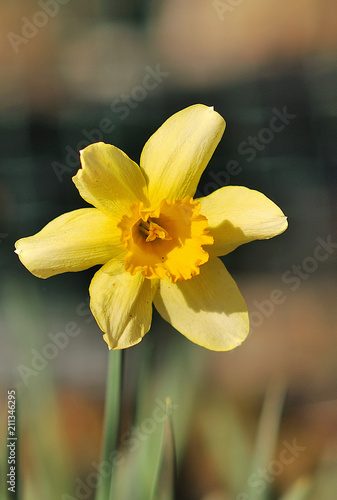 wild daffodil. Narcissus pseudonarcissus photo