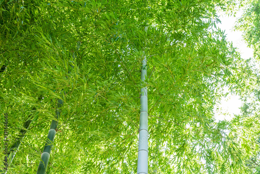 Fototapeta premium 竹林