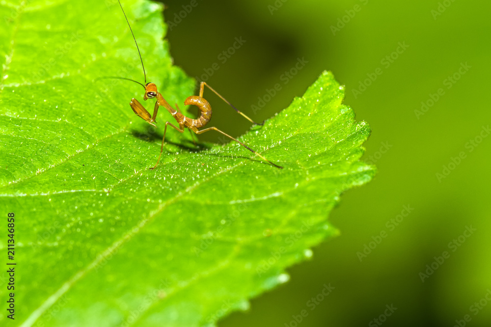 A kind of Japanese mantis larvae there are on top of the leaves A kind of Japanese mantis larvae there are on top of the leaves