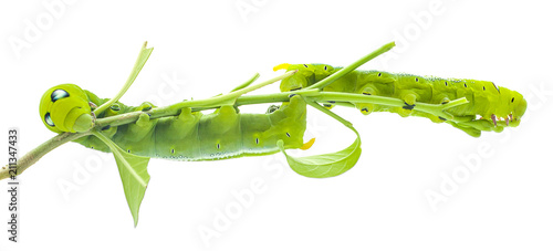 Green butterfly worm close up in white background