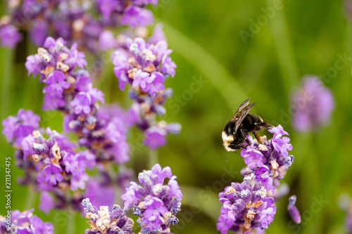 A bee dances on a lavendar plant looking for nectar