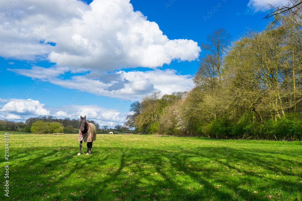 Horse standing on green grass at sunny summer day 