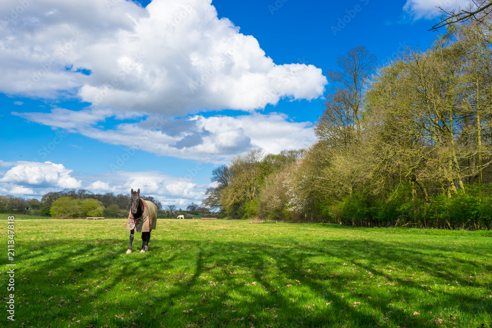 Horse standing on green grass at sunny summer day Horse standing on green grass at sunny summer day