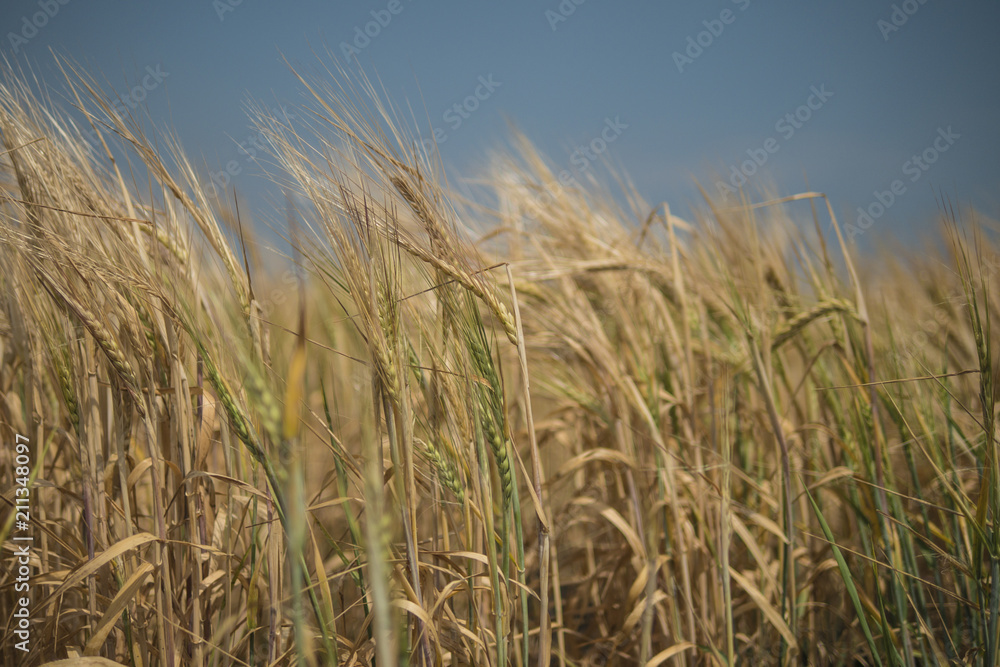 rye field. Wheat Field with the Sun. Golden Wheat Ears close-up. A fresh Crop of Rye rye field. Wheat Field with the Sun. Golden Wheat Ears close-up. A fresh Crop of Rye