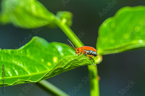 Close up Pumpkin beetle, Yellow Squash Beetle or Cucurbit Beetle on green leaf