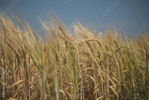 rye field. Wheat Field with the Sun. Golden Wheat Ears close-up. A fresh Crop of Rye