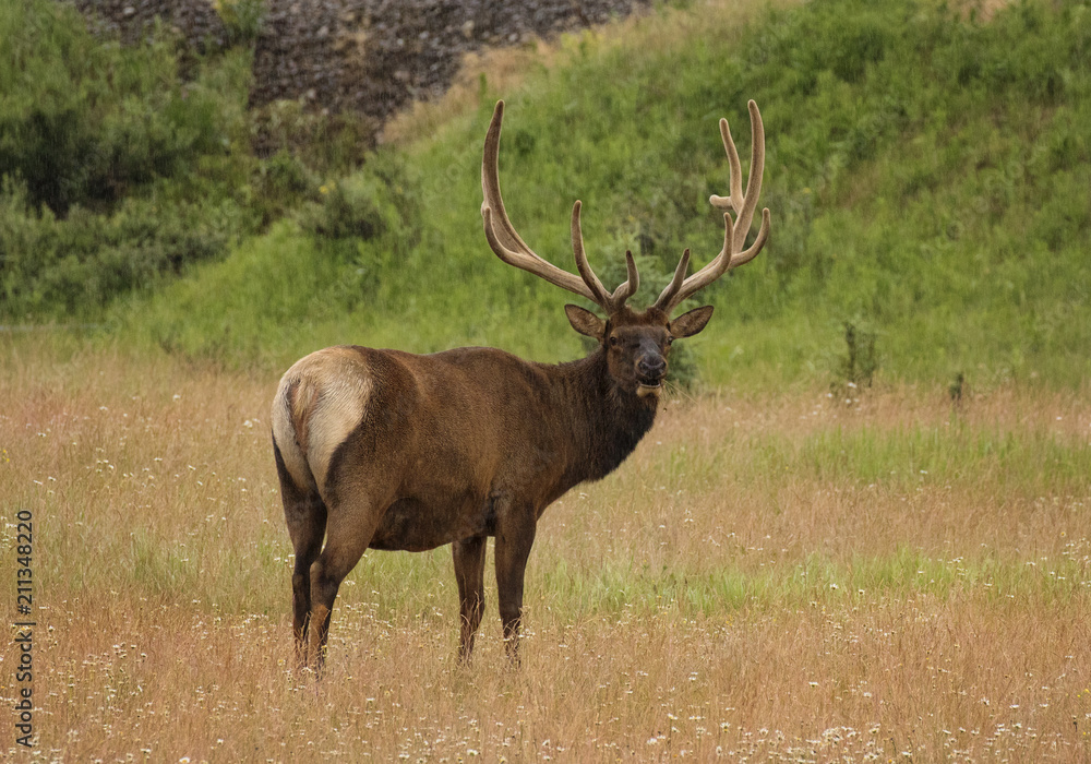 Male elk in the rain