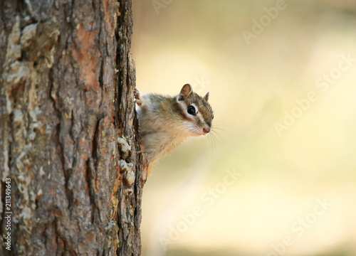 Tableau sur toile The chipmunk is sitting near the tree.