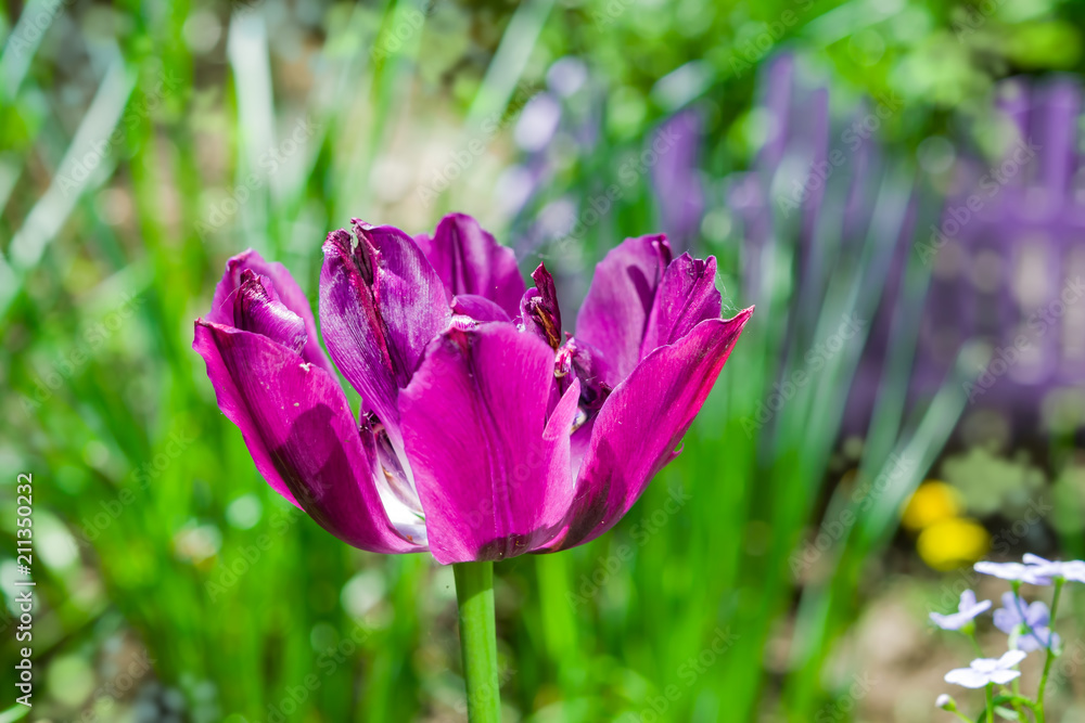 Flower pink-purple spring Tulip close-up on a flower bed among green leaves, sunlit
Flower pink-purple spring Tulip close-up on a flower bed among green leaves, sunlit