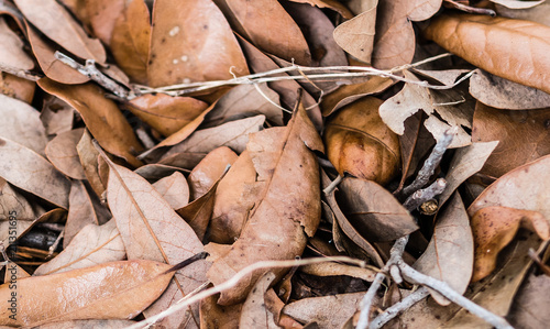 Close up of a pile of brown leaves and twigs that fell from a tree.