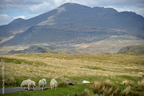 Sheep near Devoke Water with Dunnerdale Fells in Lake District