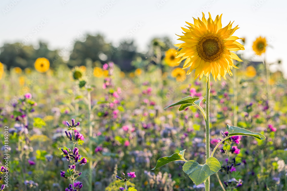 Fototapeta premium Blumenwiese in Rheinhessen an einem Sommertag