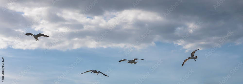 Four seagulls flying againsta blue sky with clouds.