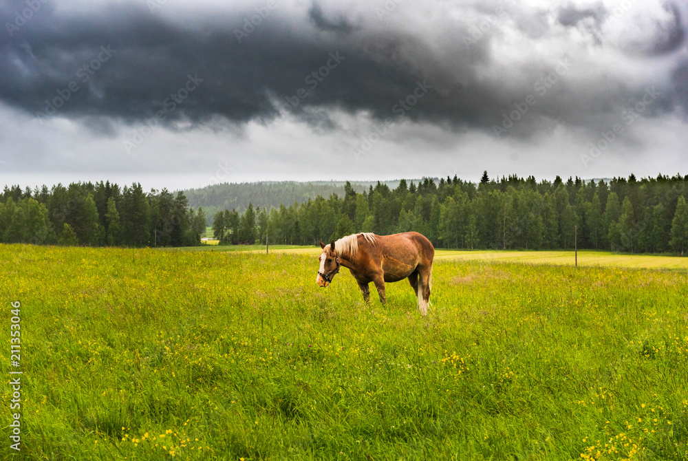 Horse in rain