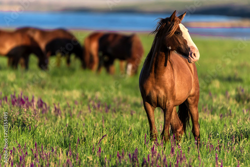 Fototapeta Naklejka Na Ścianę i Meble -  Wild horses graze in the sunlit meadow
