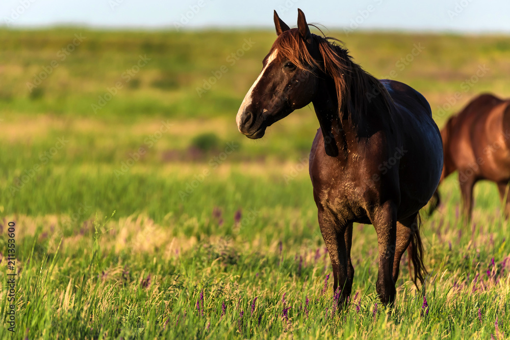 Fototapeta premium Na nasłonecznionej łące pasą się dzikie konie