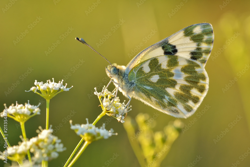 Superb butterfly in warm sunlight Superb butterfly in warm sunlight