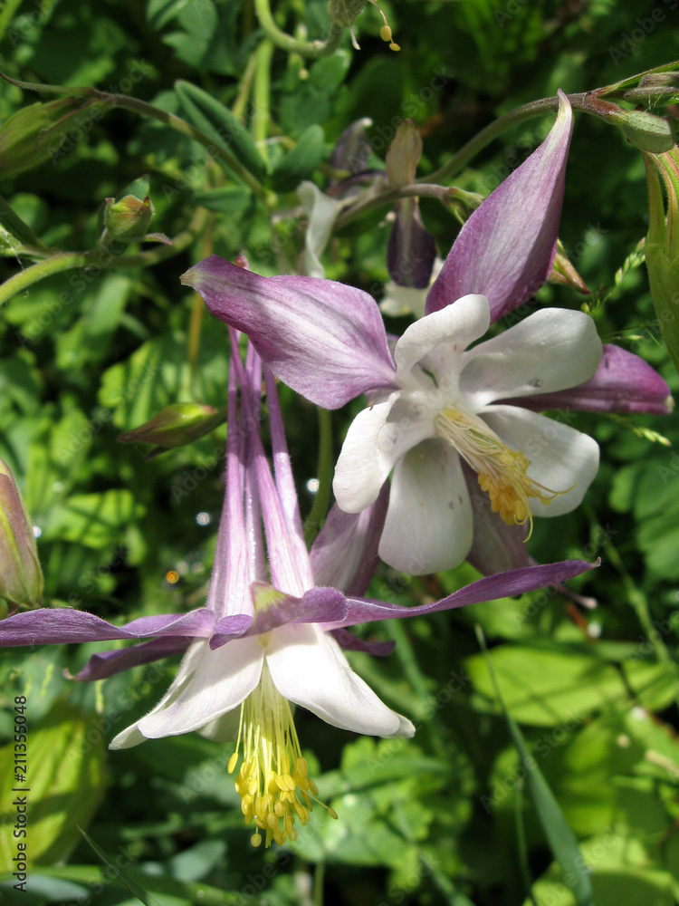 Obraz premium Flowers of white and purple aquilegia in the spring garden. Gardening