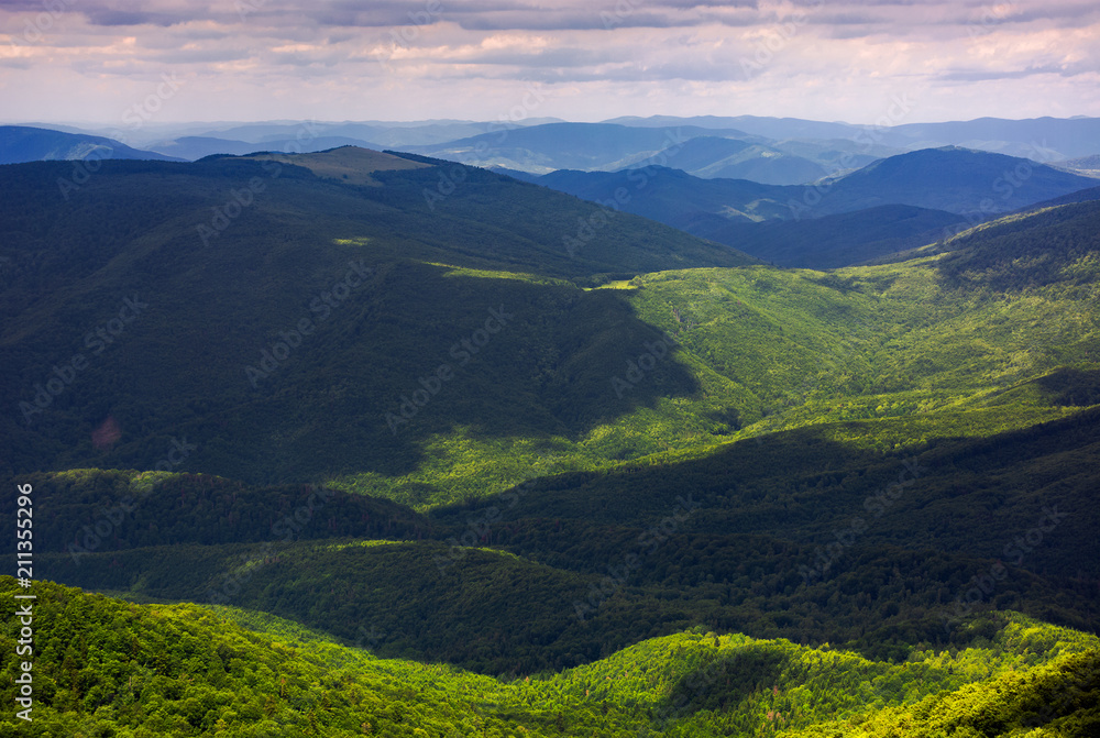 forested rolling hills of Carpathian mountains. gorgeous nature scenery on a cloudy summer day