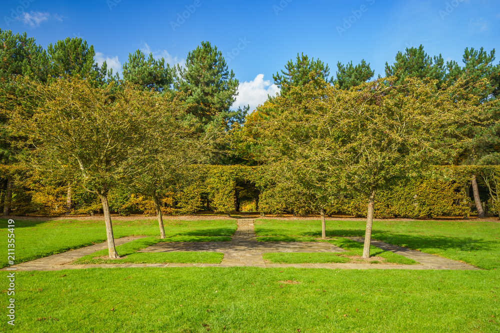 Trees in the park in autumn at sunny day 