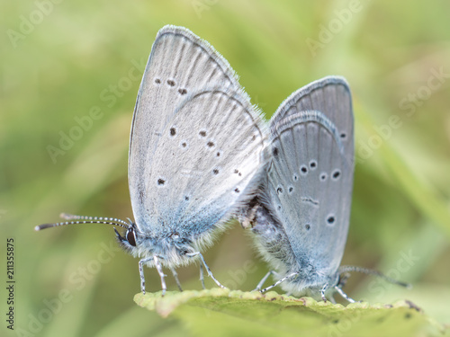 Two butterflies