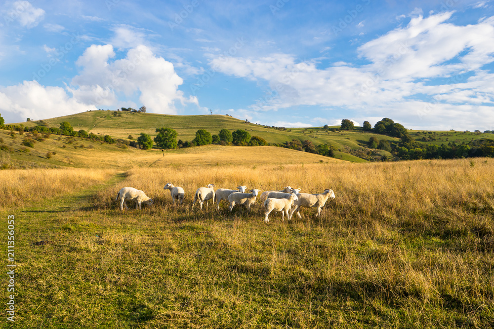 Sheeps on the meadow