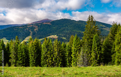 spruce trees on hillside on cloudy day. gorgeous weather in Carpathian mountains in autumn