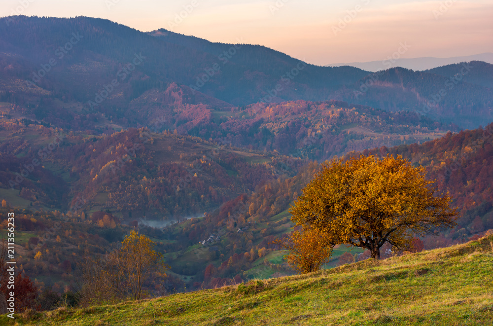 tree on a grassy hillside in autumn mountains. beautiful scenery at dawn. small village down the hill in valley tree on a grassy hillside in autumn mountains. beautiful scenery at dawn. small village down the hill in valley