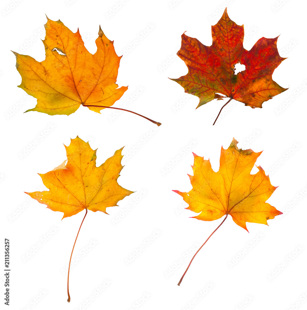 Set the autumn maple branch with leaves isolated Set the autumn maple branch with leaves isolated