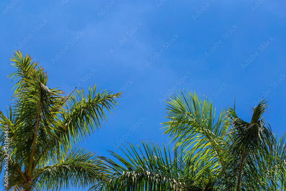 Background with palm trees leaves.