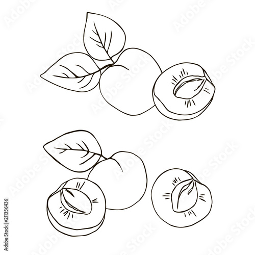 vector contour apricot fruit leaf whole and half coloring book