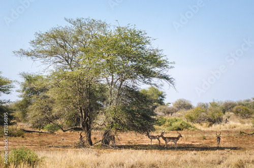 Impalas under the tree shadow  Kruger National Park  South Africa