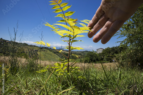 Crescita rigogliosa photo