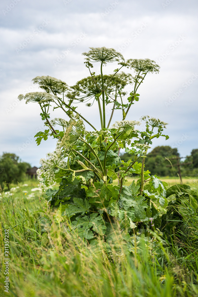 Heracleum is poisonous plant, blooming and maturation, dangerous toxic plant. Also known as hogweed, cow parsnip