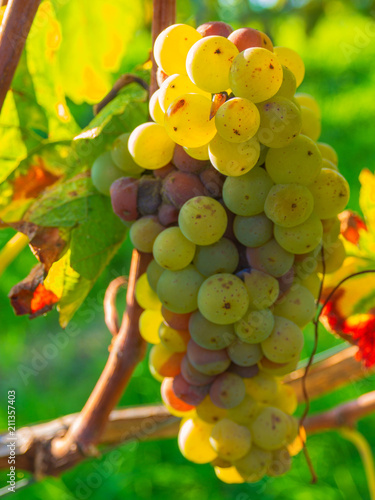 Weintrauben am Rebstock uim Herbst