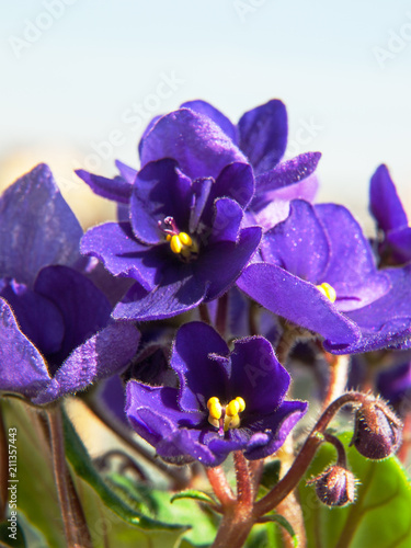 Blue african violet saintpaulia flowers with buds © a_m_radul