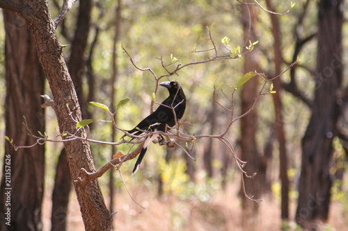 currawong sitting on a tree branch photo