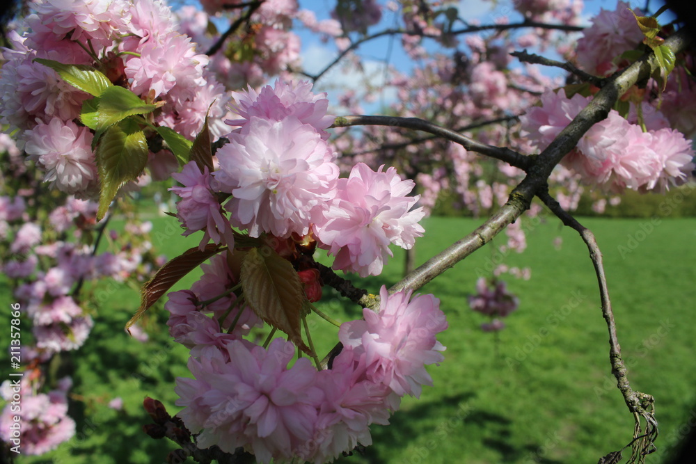 Fototapeta premium Wiosenne kwiaty na drzewie