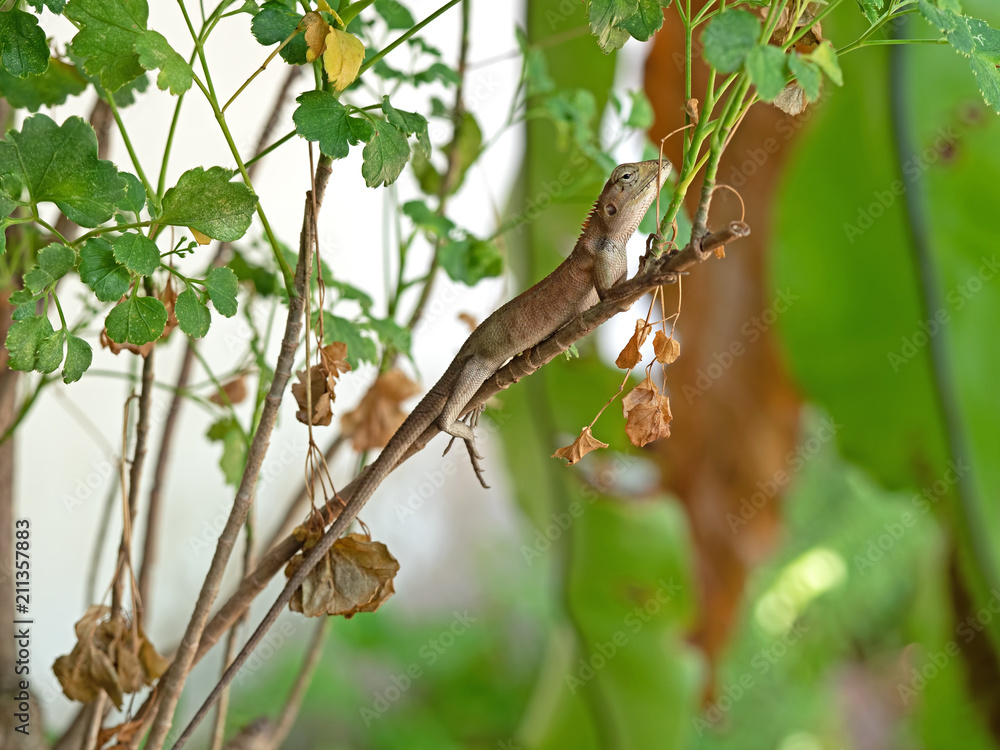 Brown Lizard on Branch Isolated on Nature Background Brown Lizard on Branch Isolated on Nature Background