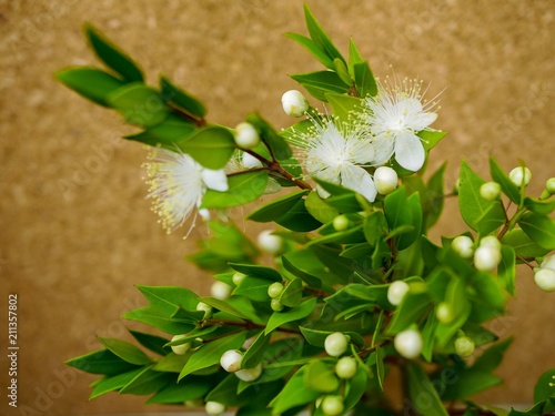 Myrtle Flowers